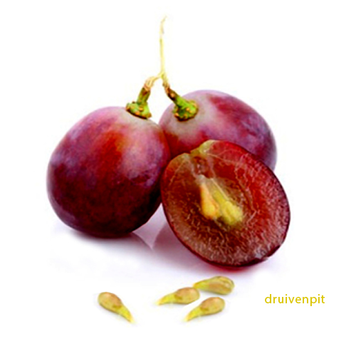 Druivenpitolie